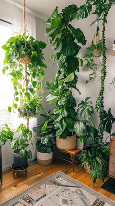 Indoor garden with tall leafy greens and small bushy plants in a bright room, creating a serene atmosphere. Good Bedroom Plants, Plant Asthetic Picture, Plants Vision Board, Plant Area Indoor, Plants Indoor Aesthetic, Decorating With Plants Indoors, Indoor Plant Setup, Planty Room, Indoor Plant Aesthetic