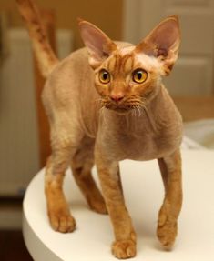 a cat standing on top of a white table