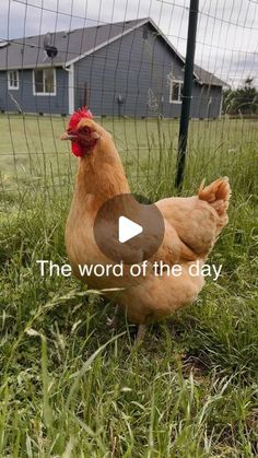 a chicken standing in the grass next to a fence with words that read, the word of the day