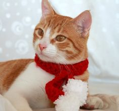 an orange and white cat wearing a red scarf