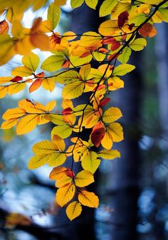 yellow and red leaves hanging from a tree