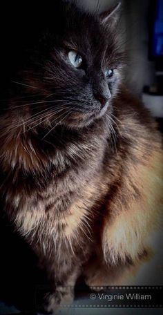 a black and brown cat sitting on top of a desk