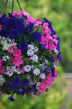 purple and white flowers hanging from a bird feeder