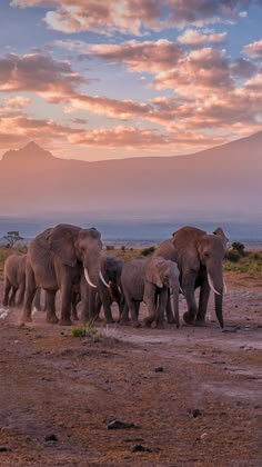 a herd of elephants standing on top of a dirt field under a pink sky with clouds