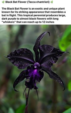 a black flower with water droplets on it's petals and the caption below