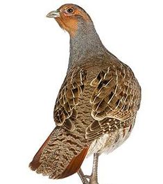 a brown and white bird standing next to each other