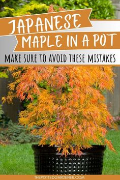 japanese maple in a pot with text overlay