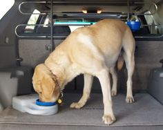 the dog is eating out of his food dish in the back of the car trunk