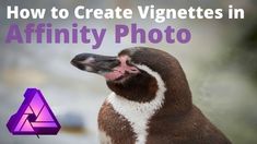 a penguin with the words how to create vignettes in affinity photo