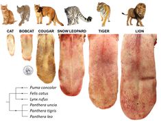 an image of different types of animals in the body and part of their furs