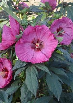 pink flowers are blooming in the garden