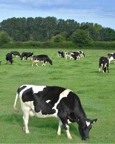 a herd of black and white cows grazing in a green field with trees in the background