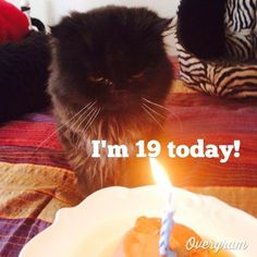 a black cat sitting on top of a bed next to a birthday cake