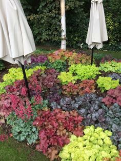 several umbrellas are set up in the middle of a flower bed