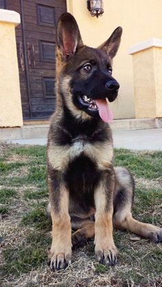 a german shepherd puppy sitting in front of a house with his tongue hanging out and looking at the camera