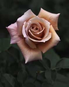 a close up of a pink rose with leaves in the foreground and dark background