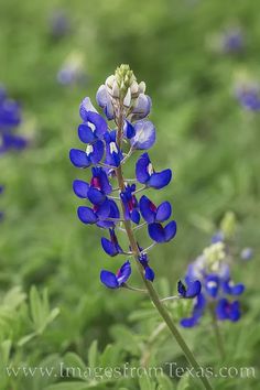 the blue flowers are blooming in the field