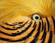 an orange and black bird's eye with long yellow feathers on its head, looking straight into the camera