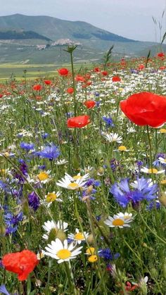 a field full of wildflowers and daisies with mountains in the background