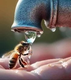 a bee drinking water from a faucet in someone's hand