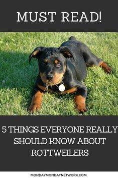 a black and brown dog laying in the grass with text reading must read 5 things everyone really should know about rotweilers