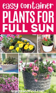 Container plants for full sun. Full Sun Flowers, Drought Resistant Plants, Container Garden Design, Full Sun Perennials, Full Sun Plants