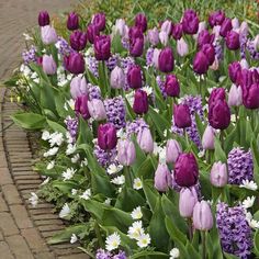 purple and white tulips are in the middle of a flower bed on a brick path