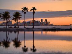 palm trees are reflected in the still water of a lake with city skyline in the background