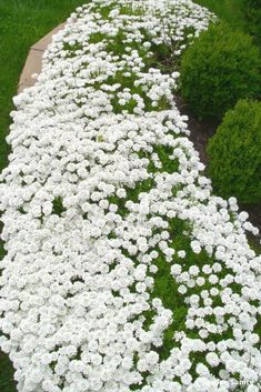 white flowers are growing on the side of a path in a garden with green grass