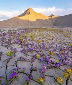 purple flowers growing on cracked earth in the desert