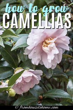 Camellia Care Guide (How to Grow Gorgeous Camellias In Your Garden) Yuletide Camellia, Garden Bushes, Ornamental Garden, Patio Flowers, Grow Gorgeous, Perennial Shrubs