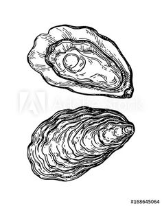 two oysters are shown in black ink on a white background, one is half eaten and the other half empty