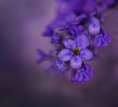 some purple flowers that are blooming in the day time and look like they're coming out of the ground