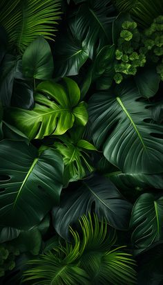 an image of green leaves and plants