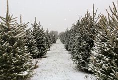 rows of christmas trees with snow falling on the ground and one tree in the foreground