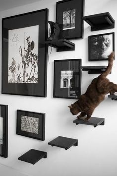 a cat climbing up the side of a wall with pictures and frames on it's walls