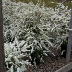 snow covered plants in the middle of a fenced area next to a wooden post