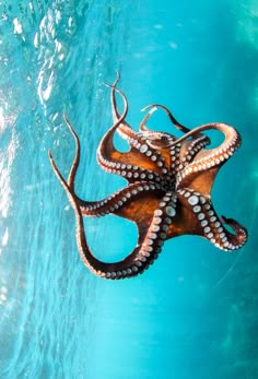 an octopus is swimming in the water