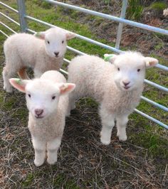 three baby sheep standing next to each other in a fenced area with green grass