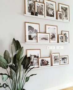 a potted plant sitting on top of a wooden table next to pictures and frames