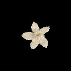 a white flower is shown against a black background