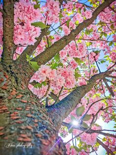 pink flowers are growing on the branches of a cherry blossom tree, with sunlight shining through the leaves