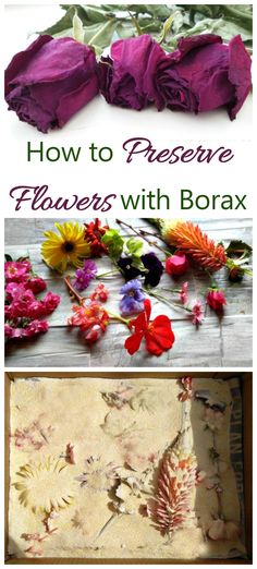 flowers with borax and how to preserve them