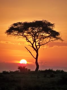 the sun is setting behind a tree in the savannah, with grass and bushes around it