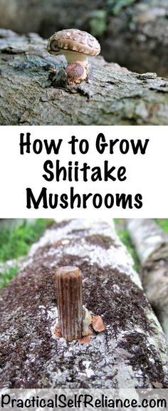 how to grow shiitake mushrooms in the garden and on the tree stumps