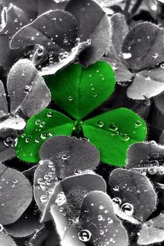 green leaves with water droplets on them are shown in black and white photograph, which is also used as a background for the image