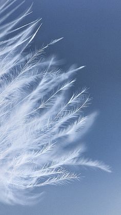 some very pretty white feathers flying in the sky