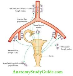 Uterus: Anatomy, Function, Size, Position & Conditions - Anatomy Study Guide