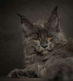 a fluffy gray cat with yellow eyes laying on the floor in front of a black background