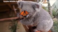 a koala sitting on top of a tree branch with a butterfly on it's wing